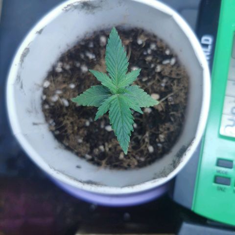 New System Test Run growlog timeline photo