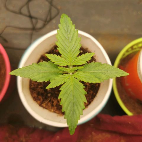 New System Test Run growlog timeline photo