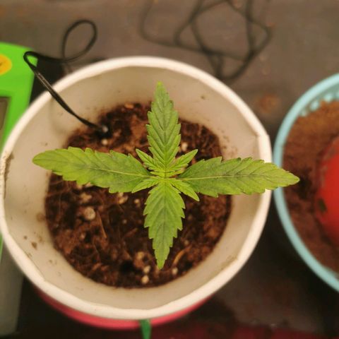New System Test Run growlog timeline photo
