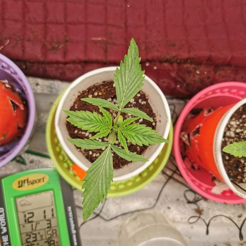 New System Test Run growlog timeline photo