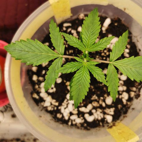New System Test Run growlog timeline photo
