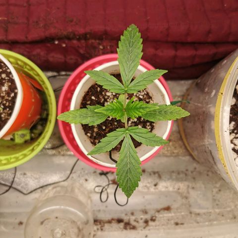 New System Test Run growlog timeline photo