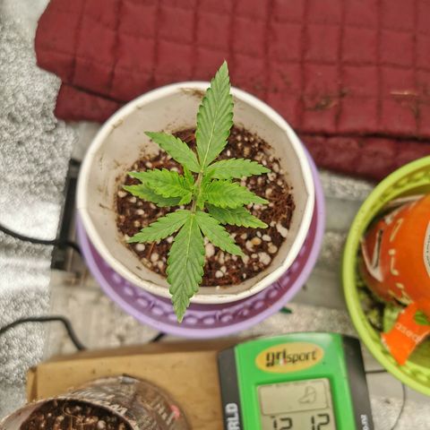 New System Test Run growlog timeline photo