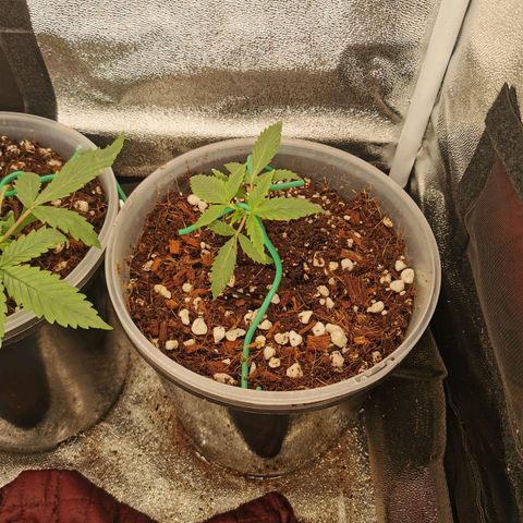 New System Test Run growlog timeline photo
