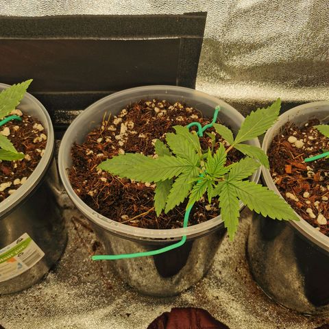 New System Test Run growlog timeline photo
