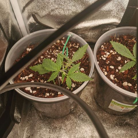 New System Test Run growlog timeline photo