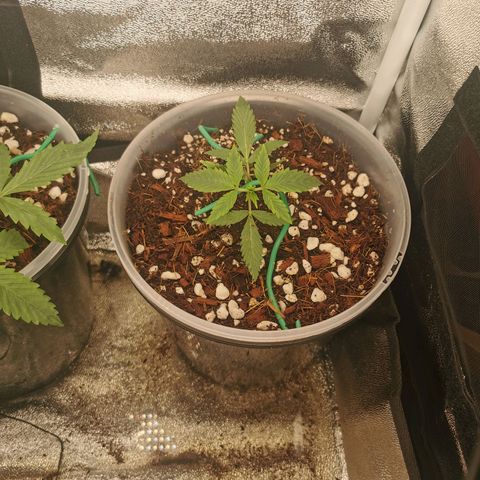 New System Test Run growlog timeline photo