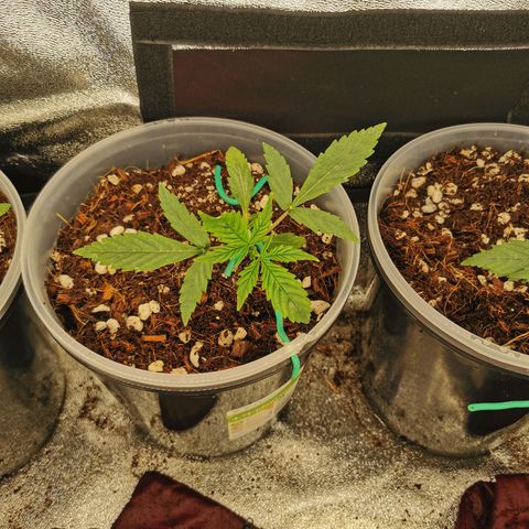 New System Test Run growlog timeline photo
