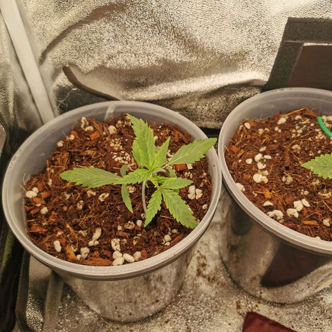 New System Test Run growlog timeline photo