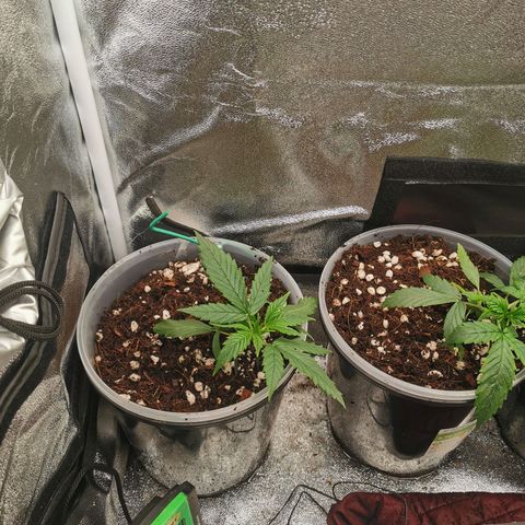 New System Test Run growlog timeline photo
