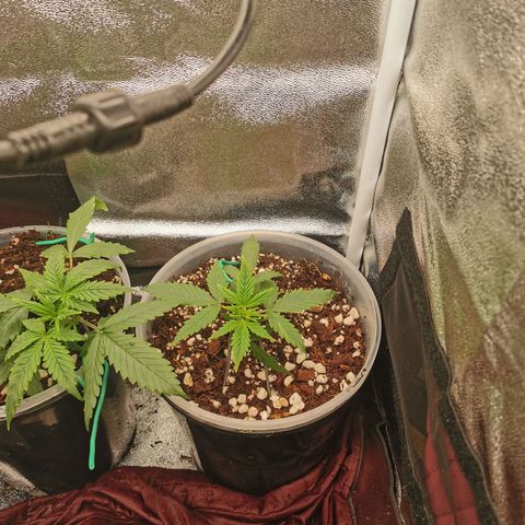 New System Test Run growlog timeline photo