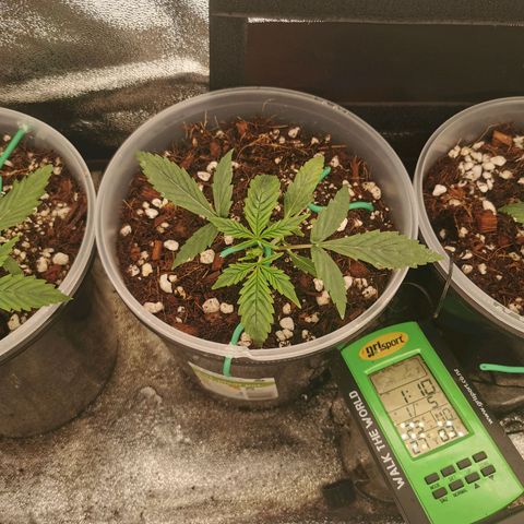 New System Test Run growlog timeline photo