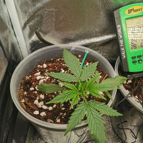 New System Test Run growlog timeline photo