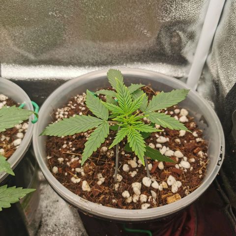 New System Test Run growlog timeline photo