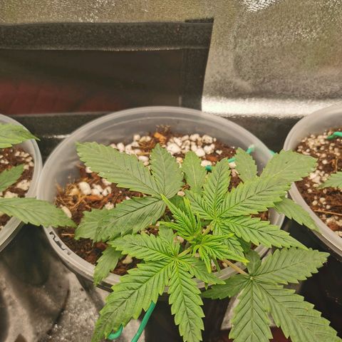 New System Test Run growlog timeline photo