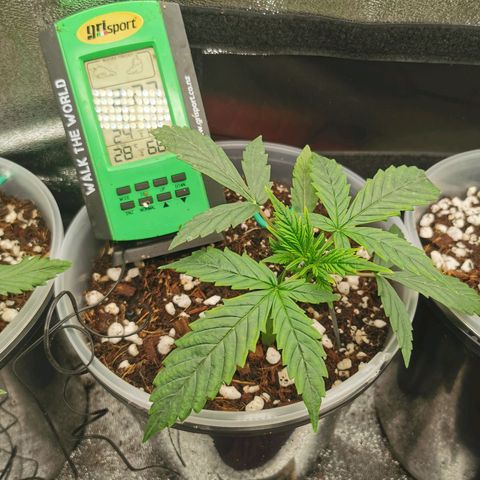 New System Test Run growlog timeline photo
