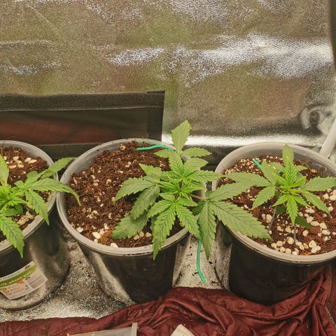 New System Test Run growlog timeline photo