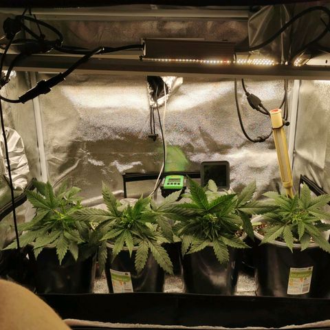 New System Test Run growlog timeline photo