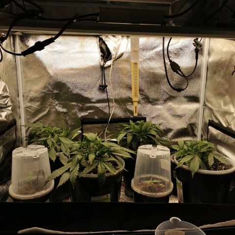 New System Test Run growlog timeline photo