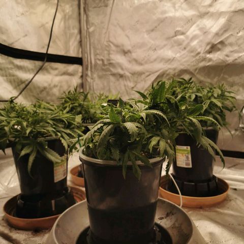New System Test Run growlog timeline photo
