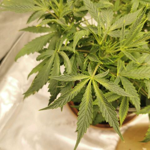 New System Test Run growlog photo: Looks like nute burn and calmag