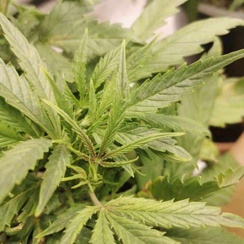 New System Test Run growlog photo: Looks like nute burn and calmag