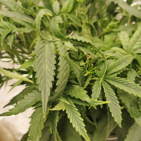 New System Test Run growlog photo: Looks like nute burn and calmag