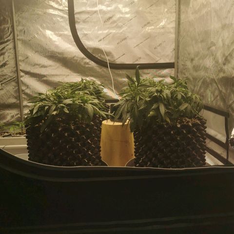 New System Test Run growlog timeline photo