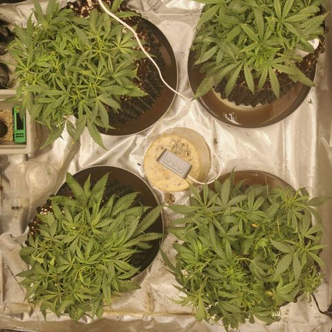 New System Test Run growlog timeline photo