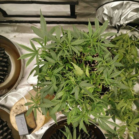 New System Test Run growlog timeline photo
