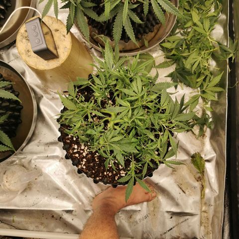 New System Test Run growlog timeline photo