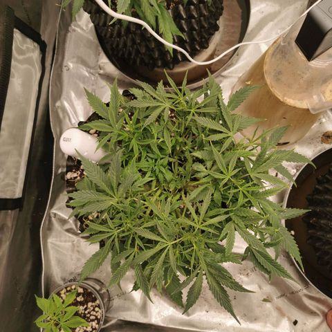 New System Test Run growlog timeline photo