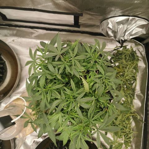 New System Test Run growlog timeline photo