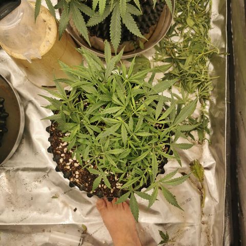 New System Test Run growlog timeline photo