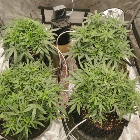 New System Test Run growlog timeline photo