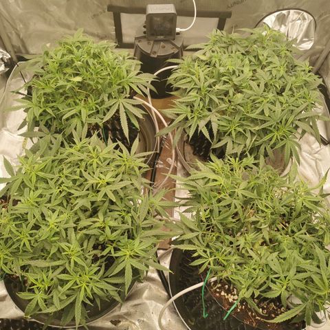 New System Test Run growlog timeline photo
