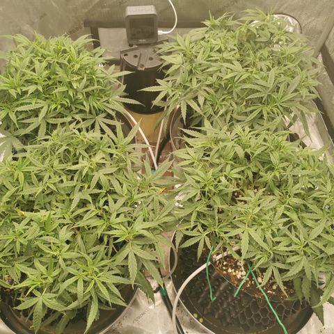 New System Test Run growlog photo: Morning