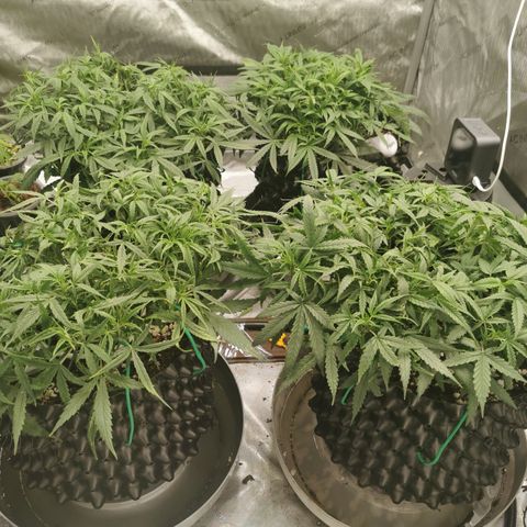 New System Test Run growlog timeline photo