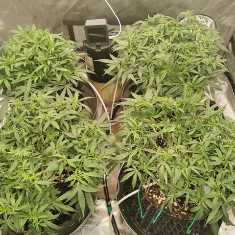 New System Test Run growlog photo: Lights on 4pm