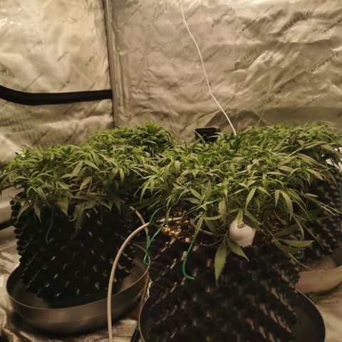 New System Test Run growlog timeline photo