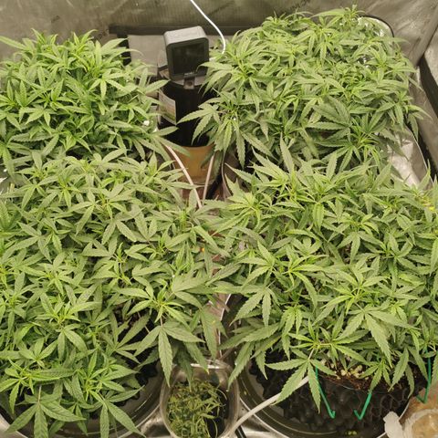 New System Test Run growlog photo: 1035. Showing yellowing on tips