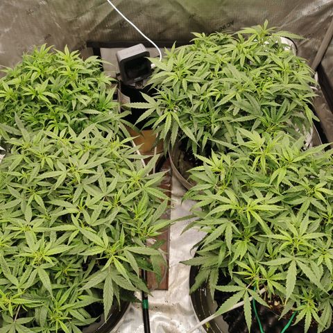 New System Test Run growlog photo: Night