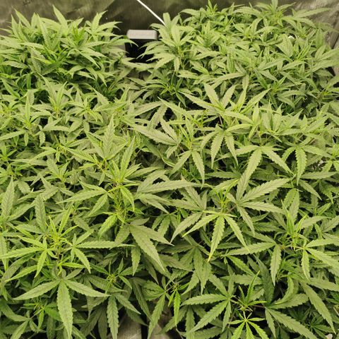 New System Test Run growlog photo: Nigh5