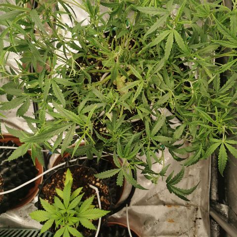 New System Test Run growlog timeline photo