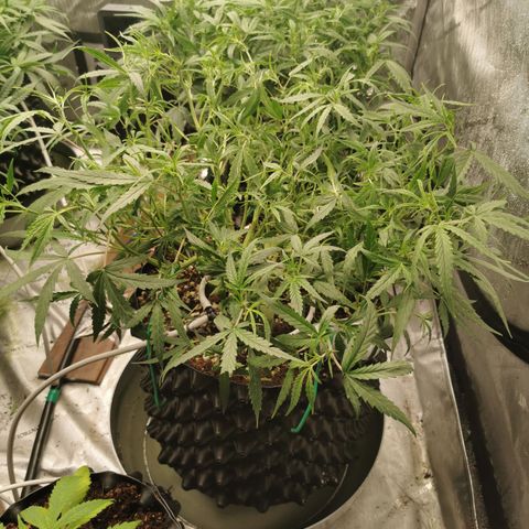 New System Test Run growlog timeline photo