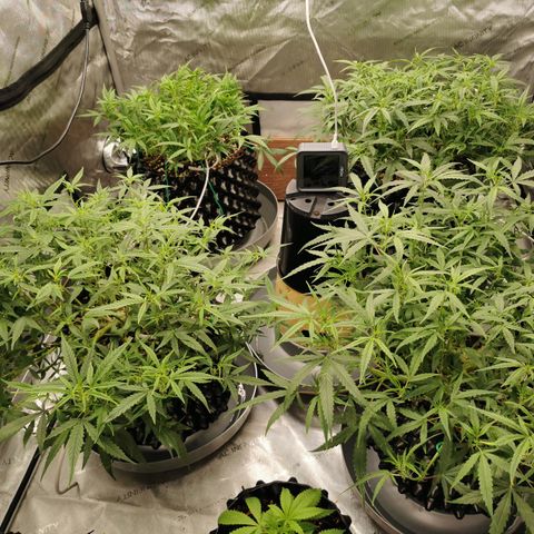 New System Test Run growlog timeline photo