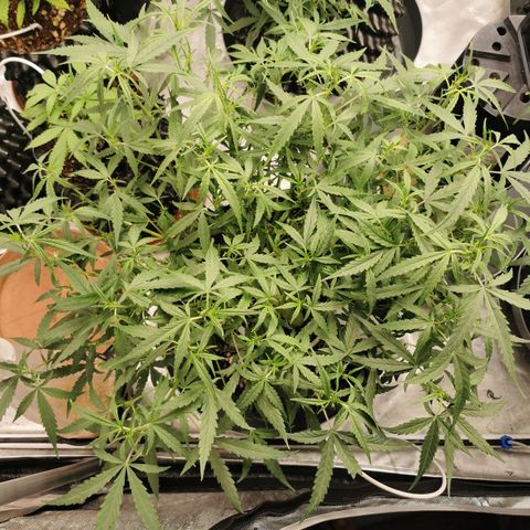 New System Test Run growlog photo: Lights off