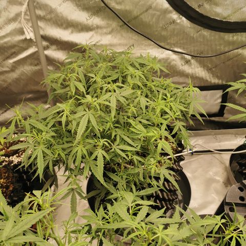 New System Test Run growlog photo: Lights off