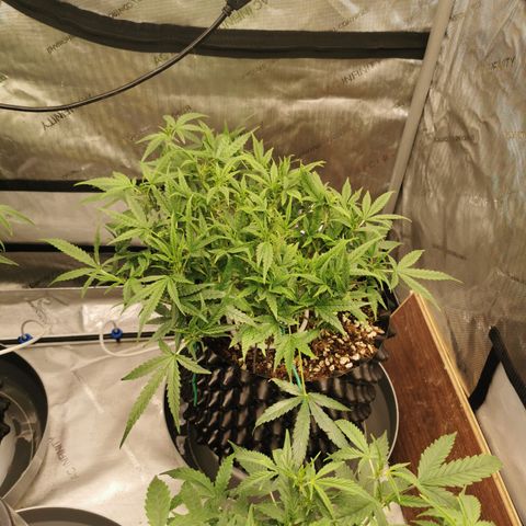 New System Test Run growlog photo: Lights off