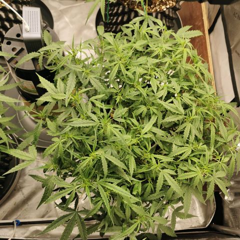 New System Test Run growlog photo: Lights off